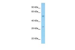 PPP1R16B Antibody, Novus Biologicals 100 &mu;L | Buy Online | Novus Biologicals | Fisher Scientific